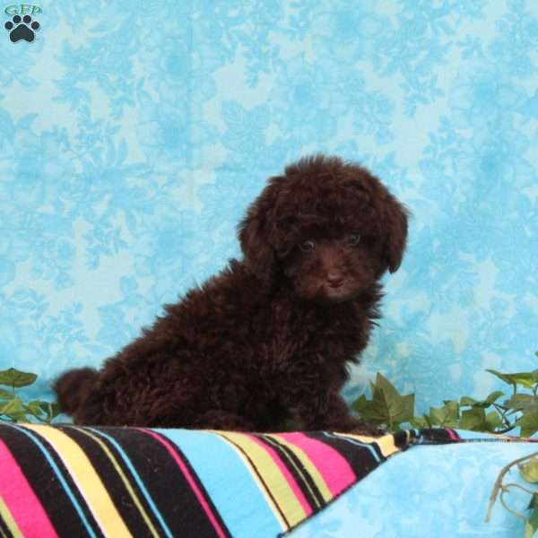 Kisses, Toy Poodle Puppy